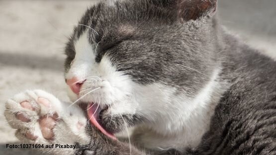 Katzenallergie hilfe asthma bei